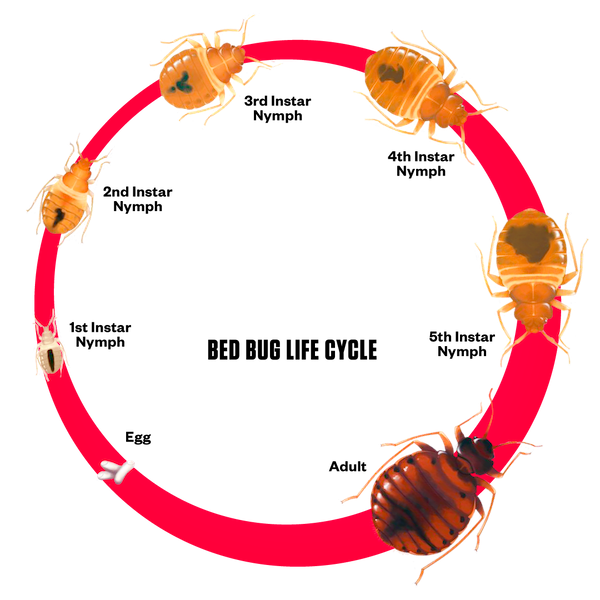 Bed Bug Life Cycle Diagram