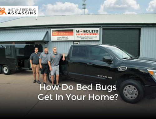 How Do Bed Bugs Get in Your Home?