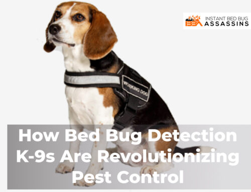 How Bed Bug Detection K-9s Are Revolutionizing Pest Control