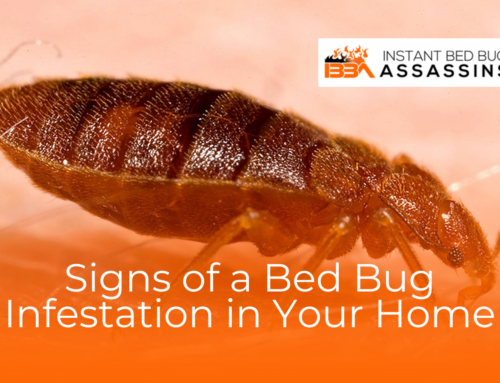 Signs of a Bed Bug Infestation in Your Home