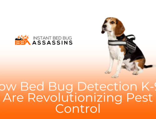 Why DIY Bed Bug Removal Doesn’t Work