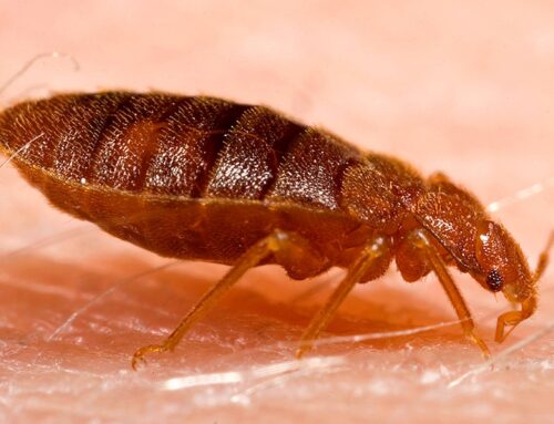 Eliminating Bed Bugs with Heat Treatment for Fast and Effective Results